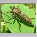 Tolmerus atricapillus - Raubfliege m01.jpg